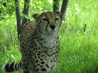 Fototapeta premium Cheetah 3