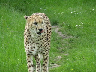 Cheetah 1