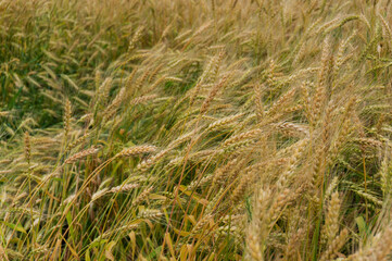 Fototapeta premium background of yellow and green ears