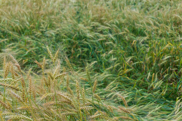 yellow-green ears in the field