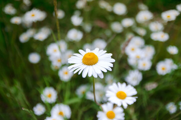 Fototapeta premium field of daisy flowers, outside sunset, sping time