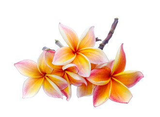Frangipani, Pumeria, Frangipanni, isolated on white background