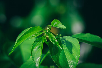 Close-up pattern of fresh green leaves with shallow dept of field background