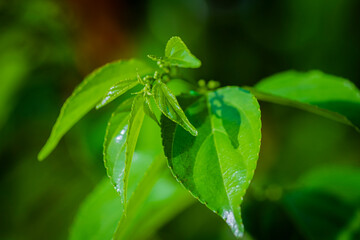 Close-up pattern of fresh green leaves with shallow dept of field background