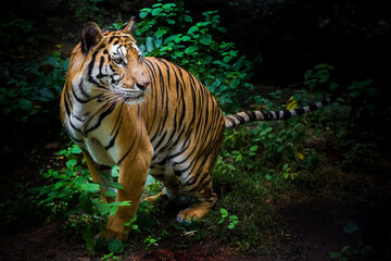 A tiger in a forest on a black background shows in the zoo.