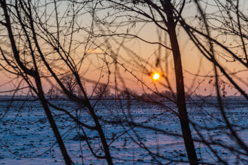 Beautiful sunset view through branche above snowy field in village Kisač, Vojvodina, Serbia.