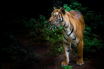 Fototapeta premium A tiger in a forest on a black background shows in the zoo.