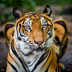 A tiger in a forest on a black background shows in the zoo.