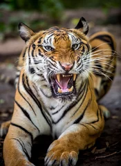 Foto op Plexiglas The tiger roars and sees fangs preparing to fight or defend. © titipong8176734