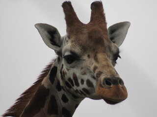 Giraffe 2