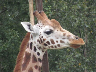 Giraffe 1