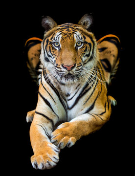 A tiger in a forest on a black background shows in the zoo.