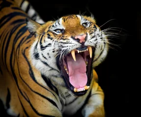 Wandcirkels tuinposter The tiger roars and sees fangs preparing to fight or defend. © titipong8176734