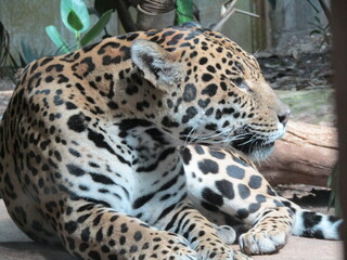 Leopard 1