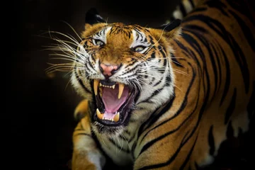 Foto op Plexiglas The tiger roars and sees fangs preparing to fight or defend. © titipong8176734