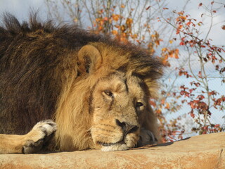 Naklejka premium Lion 1