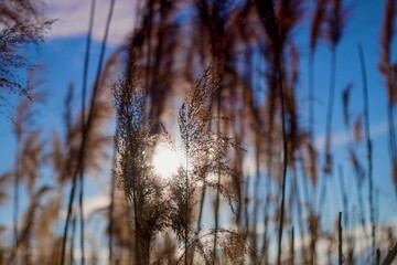reeds at sunset