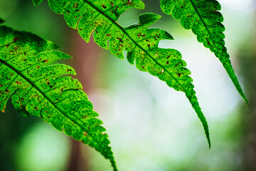 Natural closeup fern leaf agains shallow depth of field for background and environment concept