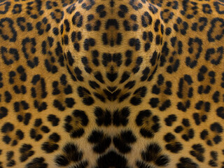 Close-up of leopard skin on the background