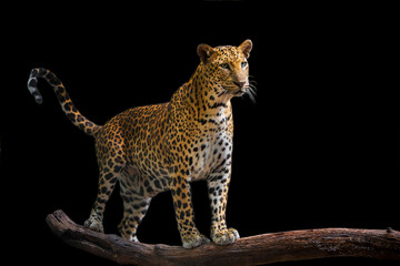 The leopard looks beautiful on a black background.