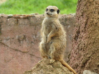 Meerkat 2