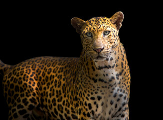 Fototapeta na wymiar The leopard looks beautiful on a black background.