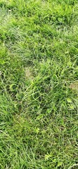 green grass background