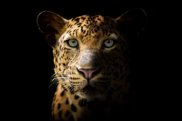 Foto auf Acrylglas Leopard Der Leopard sieht auf schwarzem Hintergrund wunderschön aus.
