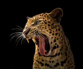 Foto op Plexiglas A roaring leopard looks fierce on a black background. © titipong8176734