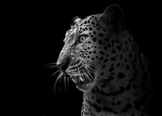 The tiger roars and sees fangs preparing to fight or defend.