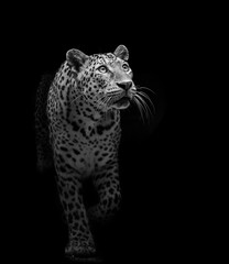 The leopard looks beautiful on a black background.