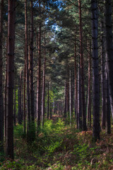 Obraz premium Heath Warren Wood Bramshill Hampshire, colourful woodland scenes