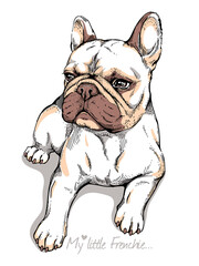 Fototapeta na wymiar Cute french bulldog sketch. Drawn dog. 