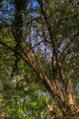 Fototapeta premium Heath Warren Wood Hampshire, colourful woodland scenes