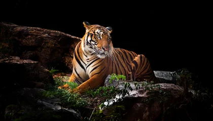Fotobehang A tiger in a forest on a black background shows in the zoo. © titipong8176734