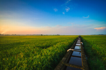 Fototapeta na wymiar Peaceful view, paddy field scenery in Selangor State, Malaysia againts blue sky and cloudy sky
