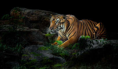 A tiger in a forest on a black background shows in the zoo.