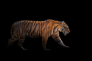 A tiger in a forest on a black background shows in the zoo.