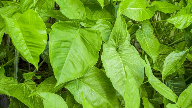 Footage 4k Hyperlapse, Fresh green leaves on a tree sway in the wind, Beautiful background pattern of green leaves, Lush foliage, greenery in a paradise garden. Abstract natural dark green jungle.