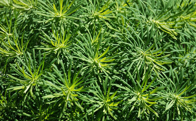 Bush with green leaves
