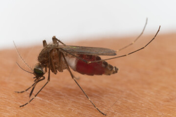 Aedes albopictus Mosquito. Super macro close up a Mosquito sucking human blood,