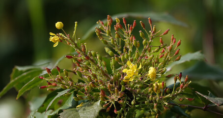 Lawn with different plants
