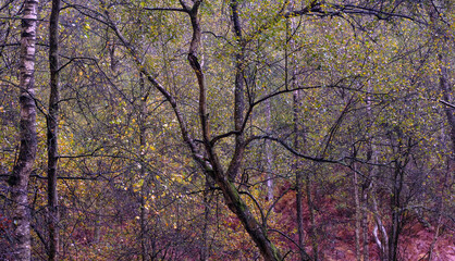 Heath Warren Wood Bramshill Hampshire, colourful woodland scenes