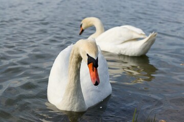 Obraz premium swan on the lake