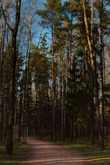 autumn in the forest