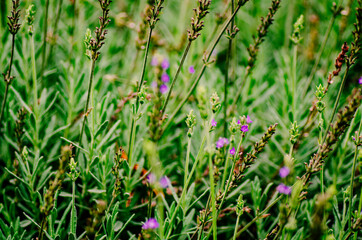 Close-up of fresh green leaves with shallow dept of field background