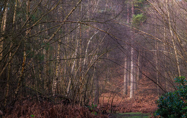 Heath Warren Wood Hampshire, colourful woodland scenes