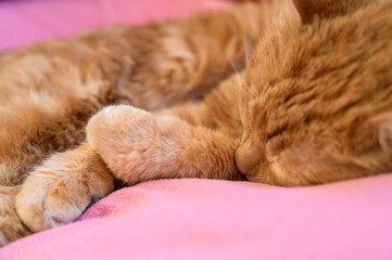 Adorable sleepy red cat. Selective focus.