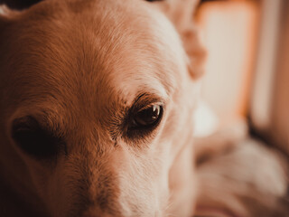 
Sweet dog look. Ready for entry.