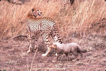 cheetah